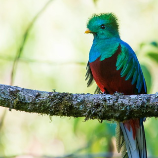 San Gerardo de Dota - Closeup quetzal